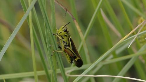 Stethophyma grossum